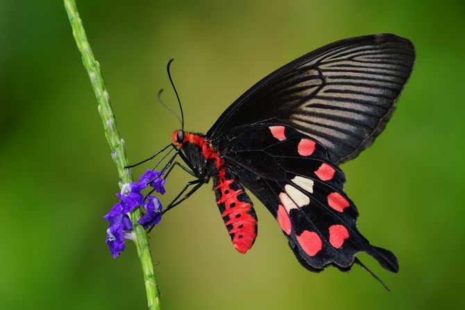 Skrzydła motyla inspiracją dla superwydajnych paneli słonecznych