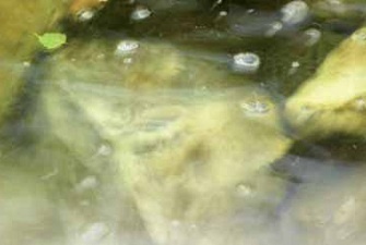 Składowiska odpadów jako źródło skażenia mikrobiologicznego