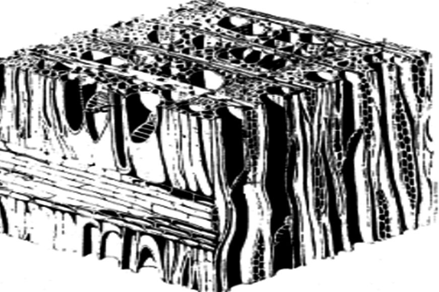 Rys. 3. Struktura włóknista - drewno [2]