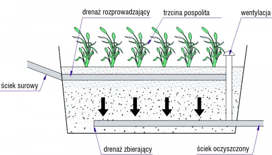 Przekrój przez filtr gruntowo-roślinny filtr gruntowo-roślinny
