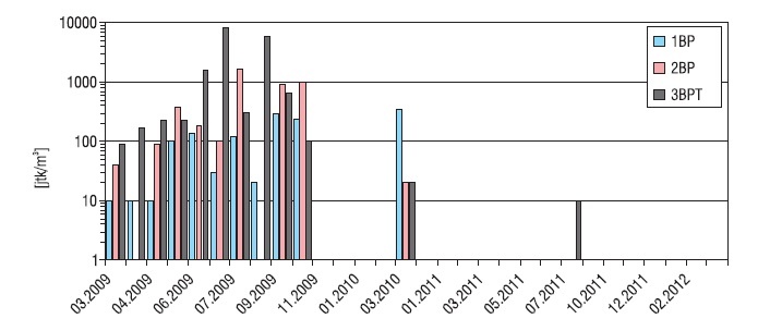 Rys. 5. Zmienność liczebności promieniowców (Actinobacteria) w budynku pasywnym (1BP, 2BP) oraz w tle badań DoPas (3BPT)