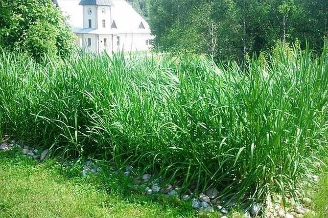 Trzciny porastające złoże oczyszczalni hydrofitowej są jej ważnym elementem.
Fot. freeimages.com