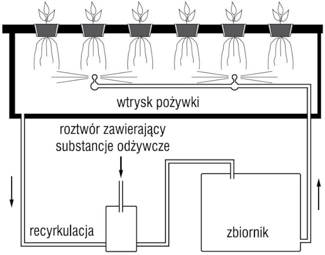 Schemat uprawy aeroponicznej