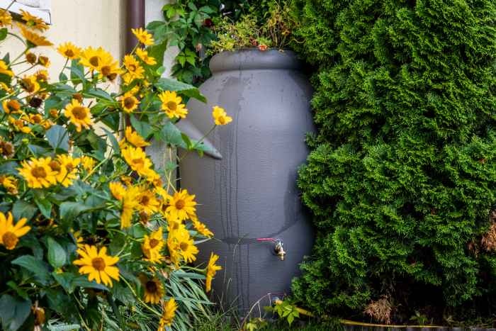 Zbiornik na deszczówkę ustawiony w ogrodzie wśród tui i kwiatów