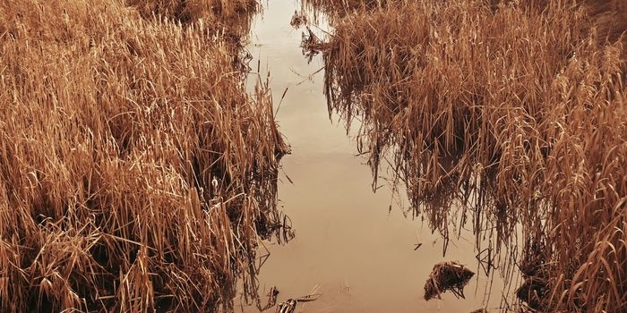 Gdzie występuje największe zagrożenie suszą w Polsce? Fot. Unsplash