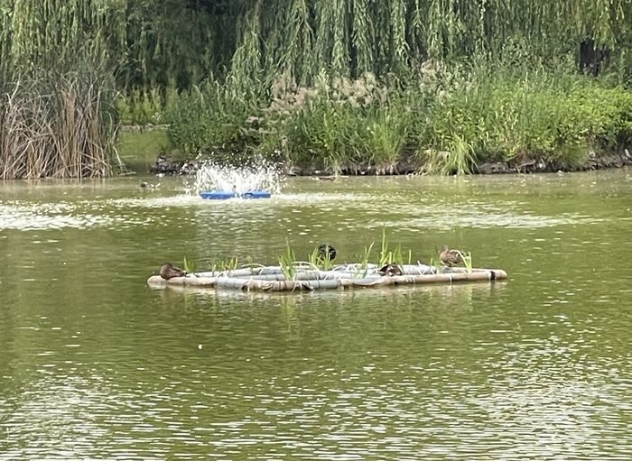staw w otoczeniu zieleni